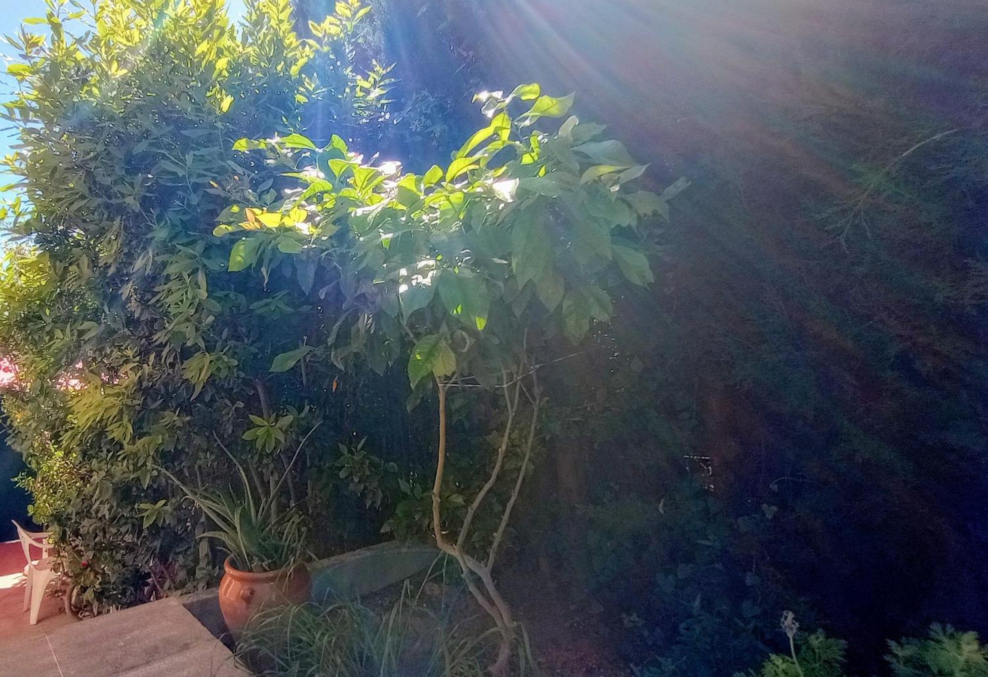 El Laurel Y El Limonero. Apartment La Pajanosas