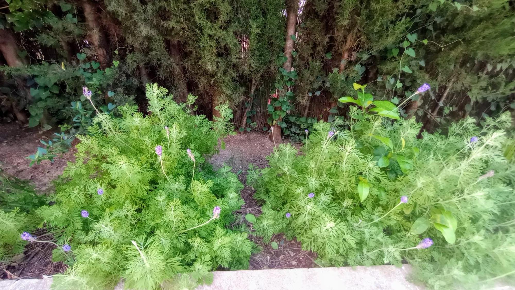 El Laurel Y El Limonero. * La Pajanosas