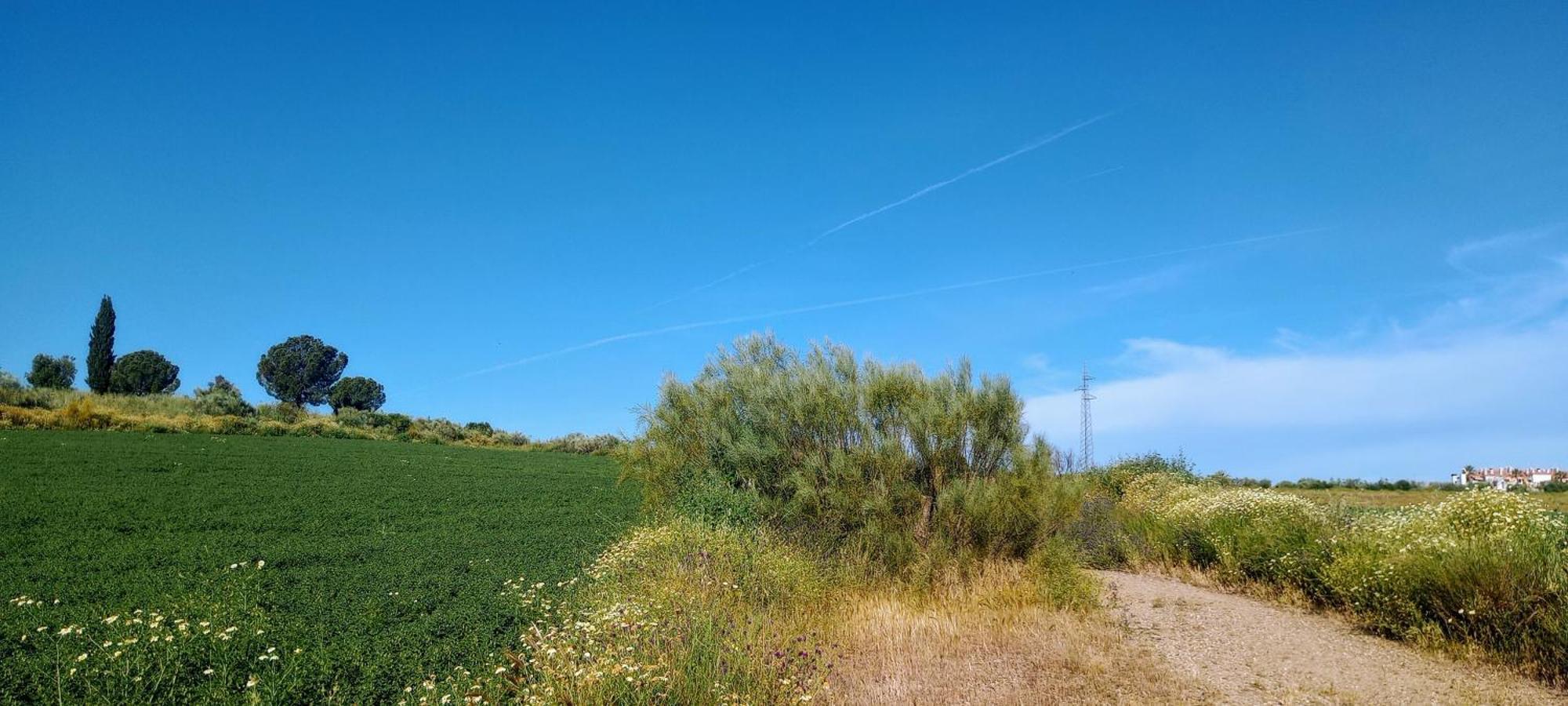 El Laurel Y El Limonero.